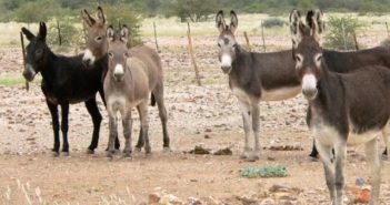 La alimentación del Burro