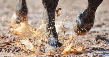 Caballos descalzos: cómo adaptarlos a diferentes terrenos
