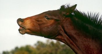 El reflejo de Flehmen