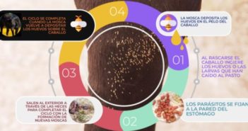 ¿Qué parásito es el «Gasterophilus spp»?