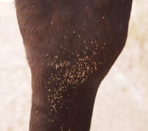 ¿Qué parásito es el «Gasterophilus spp»? – Equisens