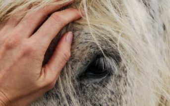 ¿Cuándo llega la hora de “jubilar” a un caballo? O ¿Cuándo se le deja de considerar apto para trabajar?