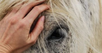 ¿Cuándo llega la hora de “jubilar” a un caballo? O ¿Cuándo se le deja de considerar apto para trabajar?