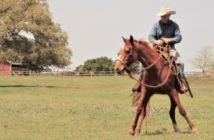 Mi caballo no acepta bien este freno ¿Cambiarlo es la mejor opción?