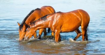 El AGUA en la alimentación del caballo