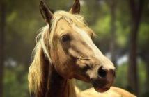Alerta Sanitaria Equina- Estamos Contigo