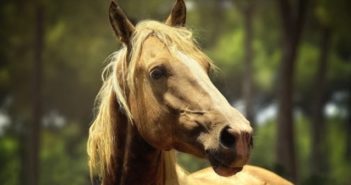 Alerta Sanitaria Equina- Estamos Contigo