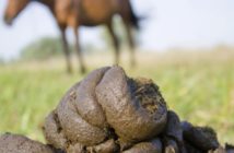 Revisa el estiércol de tu caballo