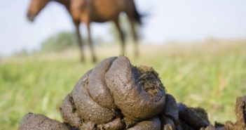 Revisa el estiércol de tu caballo