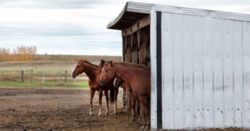 Cómo escoger el cobertizo adecuado para tu caballo