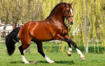Guía práctica sobre el aceite en la dieta del caballo. ¿Cuál debo elegir?