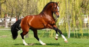 Guía práctica sobre el aceite en la dieta del caballo. ¿Cuál debo elegir?