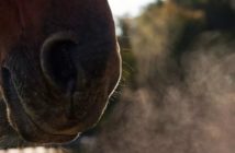 Hemiplejía laríngea, cornage o caballo roncador