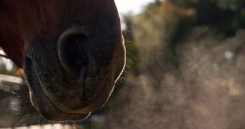 Hemiplejía laríngea, cornage o caballo roncador