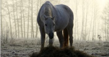 ¿Es seguro alimentar a mis caballos con heno fresco acabado de cosechar?