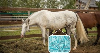 Disbiosis y el síndrome del intestino permeable
