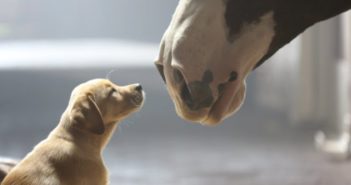 4 consejos para presentar a perros y caballos