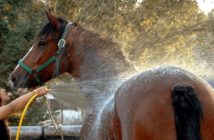 Enfriamiento efectivo para caballos: según lo recomendado por la FEI
