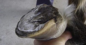 El absceso crónico del casco
