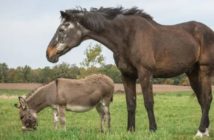 Los investigadores descubren pistas científicas sobre la relación entre los remolinos y la personalidad de caballos y burros