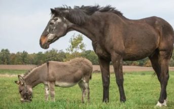 Los investigadores descubren pistas científicas sobre la relación entre los remolinos y la personalidad de caballos y burros