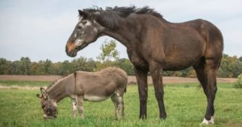 Los investigadores descubren pistas científicas sobre la relación entre los remolinos y la personalidad de caballos y burros