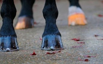 Consejos para el correcto mantenimiento de los cascos del caballo en verano