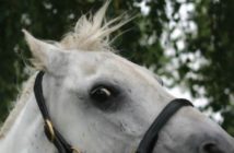¿Por qué se asusta mi caballo?