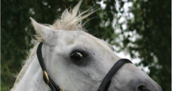 ¿Por qué se asusta mi caballo?