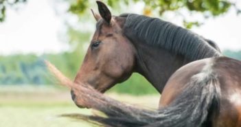 Las moscas y el reflejo cutáneo en los caballos