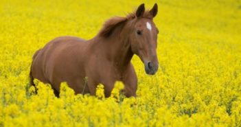 Consejos para cuidar de la salud de tu caballo en verano