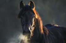 Cómo compartir el conocimiento basado en la ciencia, sobre comportamiento y bienestar animal