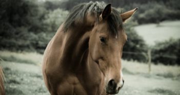 Guía de buenas prácticas de bienestar animal para el mantenimiento, cuidado, entrenamiento y uso de caballos