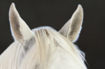 ¿Por qué no siempre me entiendo con mi caballo?
