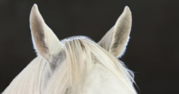 ¿Por qué no siempre me entiendo con mi caballo?