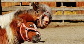 El certificado de conocimientos para todos los propietarios de caballos será requerido por ley en Francia