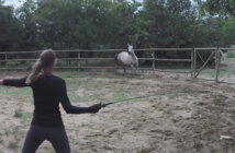 ¿Podemos/debemos corregir a nuestro caballo?