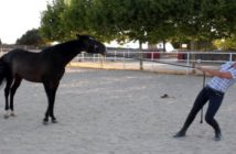 ¿Tu caballo te entiende cuando lo llevas del ramal?