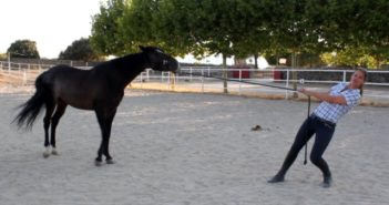 ¿Tu caballo te entiende cuando lo llevas del ramal?