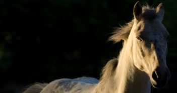 ¿Se debe reducir la proteína en la dieta de caballos con enfermedades hepáticas o renales?