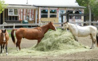 Micotoxicosis en caballos