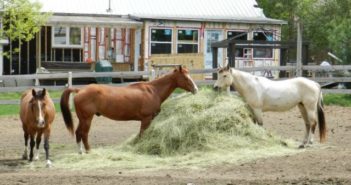 Micotoxicosis en caballos