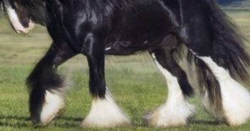 ¿Sabes qué función tienen las cernejas?