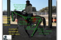 ¿Cómo podemos conseguir que el caballo ceda a nuestra mano?