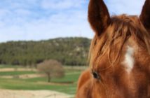 El Natural Paddock – Volvamos a la esencia