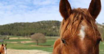 El Natural Paddock – Volvamos a la esencia