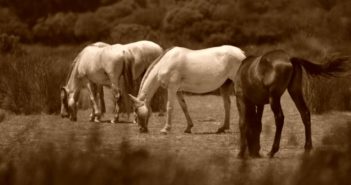 Qué es la dermatitis queratoseborreica en caballos y cómo tratarla