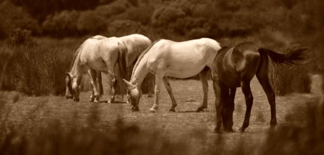 Qué es la dermatitis queratoseborreica en caballos – Equisens