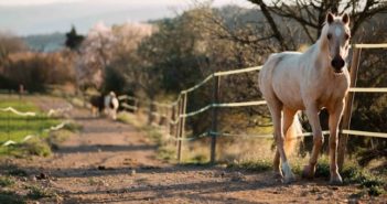 Elementos del Natural Paddock