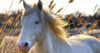 La lógica del caballo, de Lucy Rees